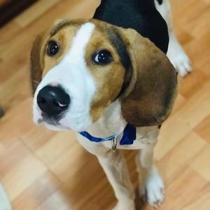 Meet your Posher, Casey